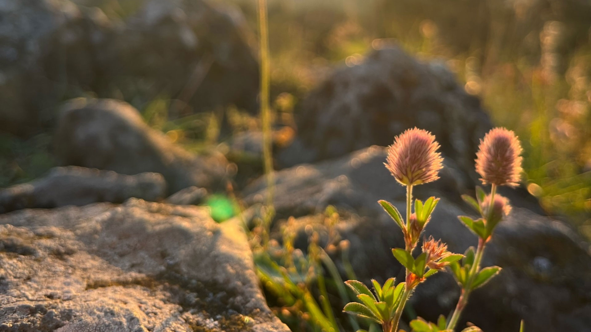 Emotionale Freiheit: Blumen